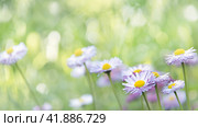 Daisies in a meadow. Spring, summer background. Wildflowers. Стоковое фото, фотограф Филатова Ирина / Фотобанк Лори
