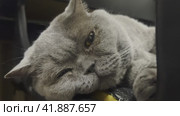 An old grey British cat is dozing in a black armchair. Shooting from different angles. Close-up. The concept of home comfort. Стоковое видео, видеограф Ярославский Максим / Фотобанк Лори