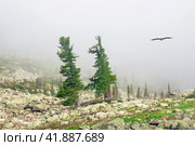 Century-old cedars on a sunny rocky glade in a misty haze. Impressive Siberian nature of the Western Sayans. Стоковое фото, фотограф Саблин Станислав / Фотобанк Лори