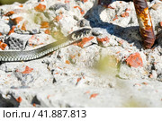 Not a poisonous snake. Стоковое фото, фотограф Артем Лукин / Фотобанк Лори