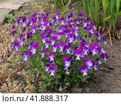 Семейка цветущей виолы рогатой (Viola cornuta) Стоковое фото, фотограф EgleKa / Фотобанк Лори
