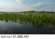 Болотный аир на озере. Стоковое фото, фотограф Василий Быстрицкий / Фотобанк Лори