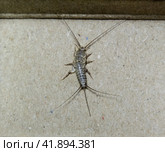 silverfish in a matchbox. Pest books and newspapers. Insect feeding on paper - silverfish. Стоковое фото, фотограф Леонид Еремейчук / Фотобанк Лори