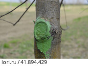 Apple trees in the garden, pruning apple trees. Стоковое фото, фотограф Леонид Еремейчук / Фотобанк Лори