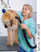 Hairdresser professional dries hair by fen dog fur Afghan hound dog in hairdresser for animal. Стоковое фото, фотограф Татьяна Яцевич / Фотобанк Лори