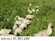 Белые гусята щипают молодую весеннюю травку на лугу. Стоковое фото, фотограф Юлия Сергеевна Купина / Фотобанк Лори