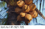 Yellow coconuts growing on a palm tree. Стоковое видео, видеограф Евдокимов Максим / Фотобанк Лори