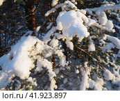 Pine forest in winter during the day in severe frost, Karelia. Snow on the coniferous branches. Frosty sunny weather anticyclone. Scots pine Pinus sylvestris is a plant pine Pinus of Pine Pinaceae. Стоковое фото, фотограф Юлия Петровская / Фотобанк Лори