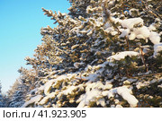 Pine forest in winter during the day in severe frost, Karelia. Snow on the coniferous branches. Frosty sunny weather anticyclone. Scots pine Pinus sylvestris is a plant pine Pinus of Pine Pinaceae. Стоковое фото, фотограф Юлия Петровская / Фотобанк Лори