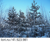 Pine forest in winter during the day in severe frost, Karelia. Snow on the coniferous branches. Frosty sunny weather anticyclone. Scots pine Pinus sylvestris is a plant pine Pinus of Pine Pinaceae. Стоковое фото, фотограф Юлия Петровская / Фотобанк Лори