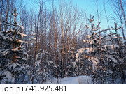 Pine forest in winter during the day in severe frost, Karelia. Snow on the coniferous branches. Frosty sunny weather anticyclone. Scots pine Pinus sylvestris is a plant pine Pinus of Pine Pinaceae. Стоковое фото, фотограф Юлия Петровская / Фотобанк Лори