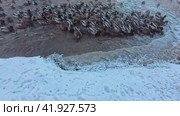 A flock of wild ducks are feeding near the shore of the reservoir. Slow motion. Стоковое видео, видеограф Ярославский Максим / Фотобанк Лори