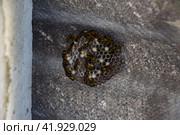 nest of a family of wasps which is taken a close-up. Стоковое фото, фотограф Леонид Еремейчук / Фотобанк Лори