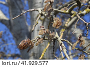 Earrings flowering silver poplar. Flowering poplar. Стоковое фото, фотограф Леонид Еремейчук / Фотобанк Лори