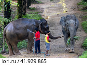 Таиланд. Као-Лак. Погонщик моет слона на ферме. Thailand. Khao-Lak. A mahout washes an elephant on a farm. (2023 год). Редакционное фото, фотограф Алексей Смышляев / Фотобанк Лори