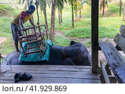 Таиланд. Као-Лак. Погонщик седлает слона перед прогулкой. Thailand. Kao-Lak. A mahout saddles an elephant before a walk. (2023 год). Редакционное фото, фотограф Алексей Смышляев / Фотобанк Лори