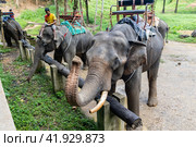 Таиланд. Као-Лак. Погонщик сидит на склоне. Thailand. Kao-Lak. AThe mahout is sitting on an elephant. (2023 год). Редакционное фото, фотограф Алексей Смышляев / Фотобанк Лори