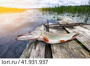 Freshwater Northern pike fish know as Esox Lucius on vintage wooden jetty. Стоковое фото, фотограф FotograFF / Фотобанк Лори