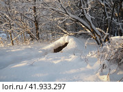 A burrow is an underground tunnel with one or more exits, dug by animals to create space for living. Burrows are one of the types of protection from a number of predators, a place for storing food. Стоковое фото, фотограф Юлия Петровская / Фотобанк Лори