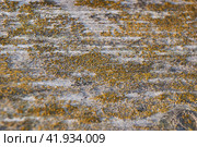 Xanthocarpia lichen on an old board. Xanthocarpia is a genus of mostly crustose lichens in the family Teloschistaceae. Стоковое фото, фотограф Андрей Жигальцов / Фотобанк Лори
