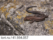 The quick or ordinary lizard (lat. Lacerta agilis) is heated on a warm stone. Стоковое фото, фотограф Андрей Жигальцов / Фотобанк Лори