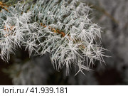 Blue spruce in frost. Winter magic. After the thaw, frost struck and the trees were covered with frost. Стоковое фото, фотограф Андрей Жигальцов / Фотобанк Лори