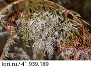 Thuja in frost. Winter magic. After the thaw, frost struck and the trees were covered with frost. Стоковое фото, фотограф Андрей Жигальцов / Фотобанк Лори