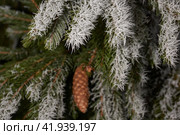 Spruce in frost. Winter magic. After the thaw, frost struck and the trees were covered with frost. Стоковое фото, фотограф Андрей Жигальцов / Фотобанк Лори
