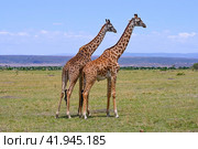 Two male giraffes competing for dominance over a herd. Maasai Mara National Nature reserve in Kenya, Africa (2022 год). Стоковое фото, фотограф Алексей Кузнецов / Фотобанк Лори