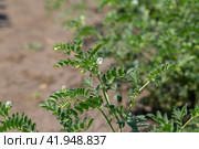 Chickpeas in garden with leaves. Chickpeas plant growing. Стоковое фото, фотограф Ольга Сейфутдинова / Фотобанк Лори