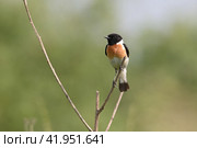 Чекан западный черноголовый, самец (Saxicola rubicola) Стоковое фото, фотограф Садовский Анатолий / Фотобанк Лори