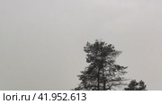 Gray gloomy sky and heavy rain. Against the background of a gray sky, two tall pines, whose branches sway in the wind. Raindrops fly from top to bottom and make noise. Стоковое видео, видеограф Andrew_Swarga / Фотобанк Лори