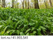 Wild garlic (Allium ursinum) green leaves in the beech forest. The plant is also known as ramsons, buckrams, broad-leaved garlic, wood garlic, bear leek or bear's garlic. Стоковое фото, фотограф Ирина Михайличенко / Фотобанк Лори