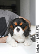 Funny puppy cavalier Charles King spaniel begs for food in the kitchen. Стоковое фото, фотограф Светлана Акифьева / Фотобанк Лори