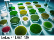 Algae, microalgae in petri dishes research in laboratories. biotechnology, science. Macro. Biofuel research process in laboratory. Generative AI. Стоковое AI-изображение, AI-художник Ольга Ильина / Фотобанк Лори