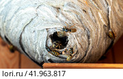 A hornet's nest with macro wasps (2022 год). Редакционное фото, фотограф Igor Skripachev / Фотобанк Лори