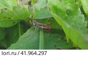 Grasshopper on leafy grass. Стоковое видео, видеограф Антон Колмаков / Фотобанк Лори