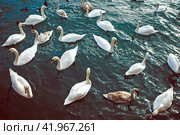 Крым, Евпатория, курорт, море, лебеди, утки (2024 год). Стоковое фото, фотограф Андрей Макаренко / Фотобанк Лори
