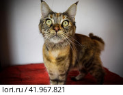 Mainecoon cat, Giant maine coon cat. Breeding of purebred cats at home. Стоковое фото, фотограф Леонид Еремейчук / Фотобанк Лори