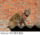 Mainecoon cat, Giant maine coon cat. Breeding of purebred cats at home. Стоковое фото, фотограф Леонид Еремейчук / Фотобанк Лори