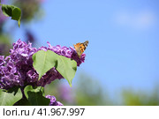 Butterfly Vanessa cardui on lilac flowers. Pollination blooming lilacs. Стоковое фото, фотограф Леонид Еремейчук / Фотобанк Лори