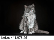 gray and white shaggy cat on a black background. Стоковое фото, фотограф Артем Курутин / Фотобанк Лори