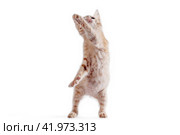 bright red kitten standing and looking right on a white background. Стоковое фото, фотограф Артем Курутин / Фотобанк Лори