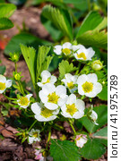 Blooming strawberry bushes in the garden on a summer sunny day. Стоковое фото, фотограф Коханова Наталья / Фотобанк Лори