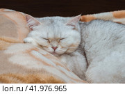 A silvery British breed cat is sleeping in close-up on a bed with its head on a pillow. Pets at home. Стоковое фото, фотограф Неведицына Елена / Фотобанк Лори