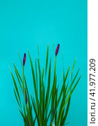 Flowers Iris pseudacorus on a green background. Стоковое фото, фотограф Андрей С / Фотобанк Лори