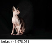portrait of pink hairless sphinx purebred cat lying on a dark background. Стоковое фото, фотограф Артем Курутин / Фотобанк Лори