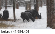 Domestic yaks eat food in the forest on a winter cloudy day during snowfall. Стоковое видео, видеограф Сергей Чайко / Фотобанк Лори