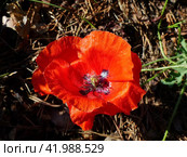 Яркий красный мак. Мак (лат. Papaver) — род травянистых растений семейства Маковые (Papaveraceae) Стоковое фото, фотограф Сергей Елизарьев / Фотобанк Лори