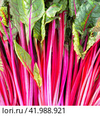 Beet leaves. Leaf beetroot close-up. Листья мангольда. Мангольд овощной. Стоковое фото, фотограф Roman B. / Фотобанк Лори